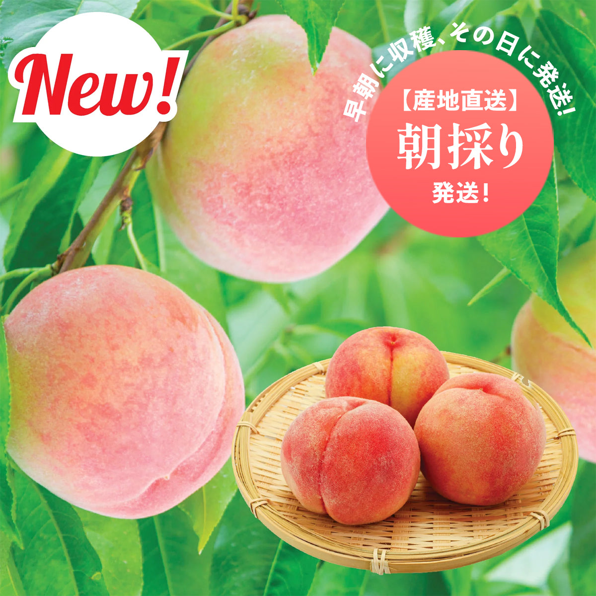 ピーチズショップ Japanese Peaches – Oritz Shop