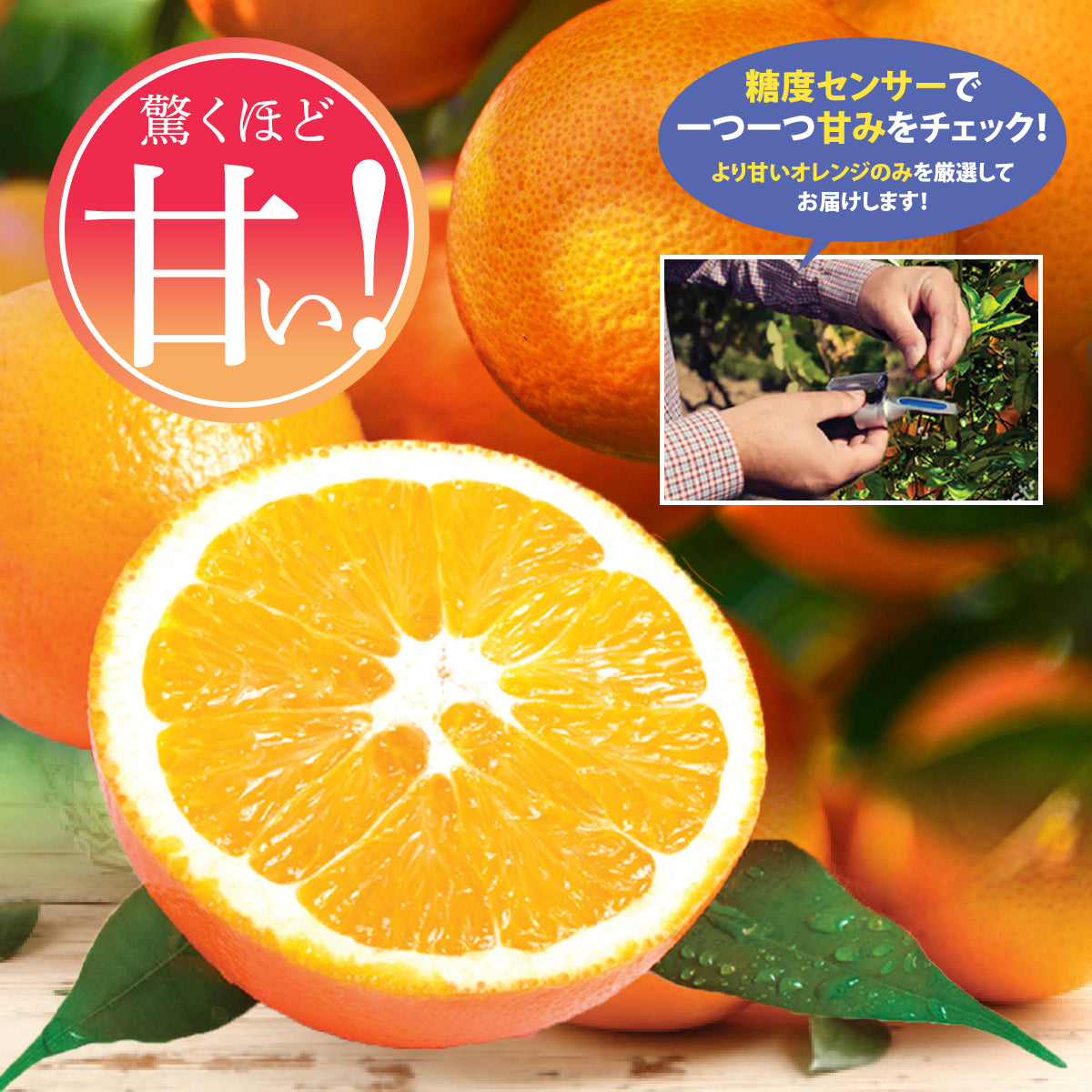 Shop　ｶﾘﾌｫﾙﾆｱ産　高糖度ネーブルオレンジ【2/3月～4月】　–　Oritz