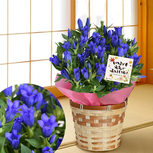 日本向け – Oritz Shop