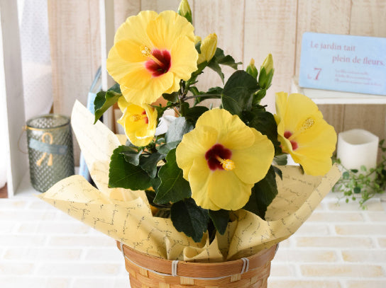 日本向け – Oritz Shop