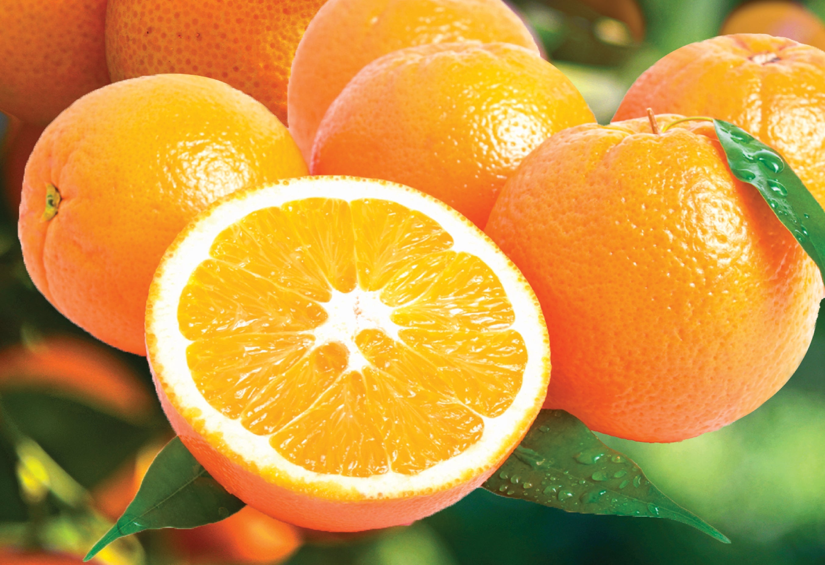 CITRUS CAMPAIGN – Oritz Shop