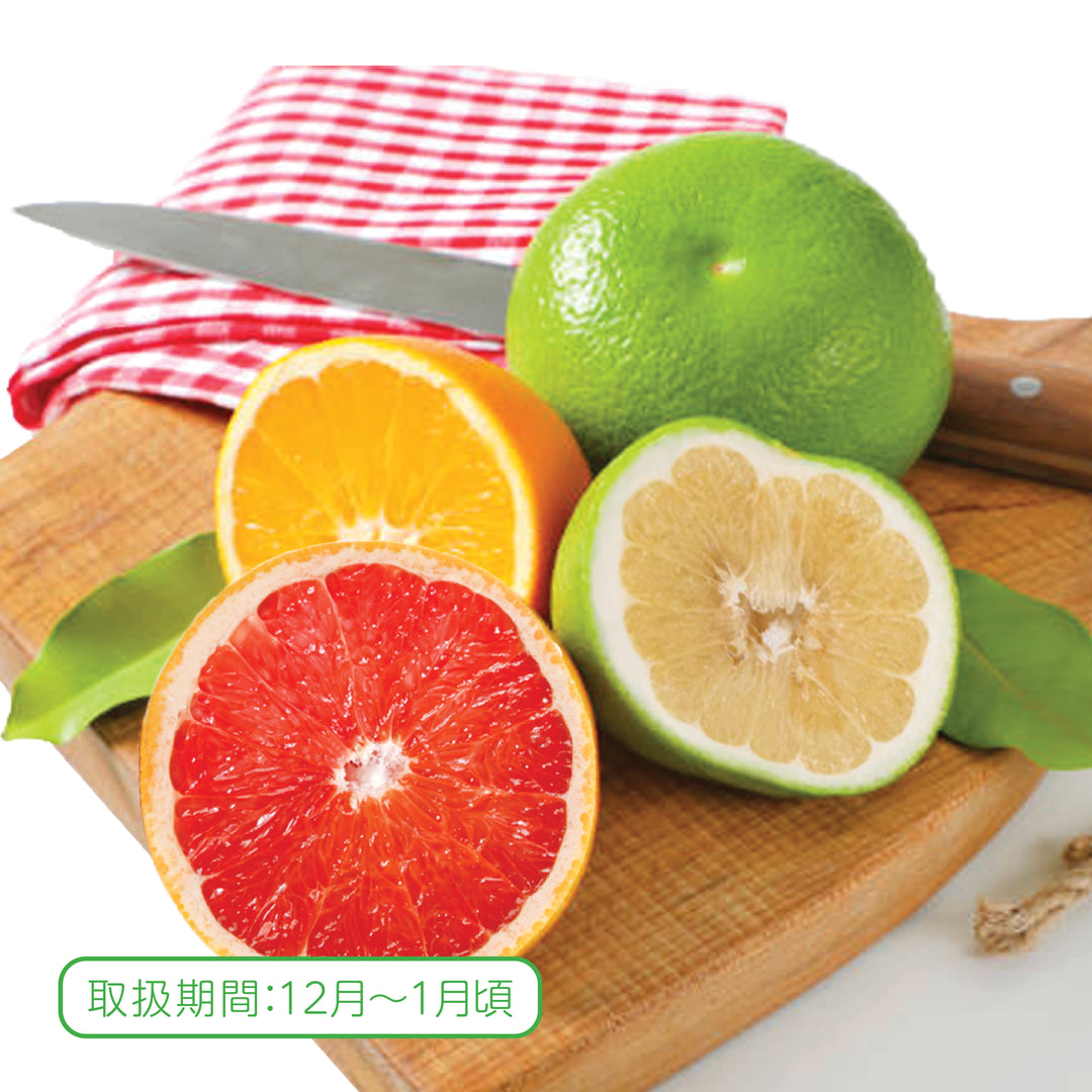 フルーツセット – Oritz Shop