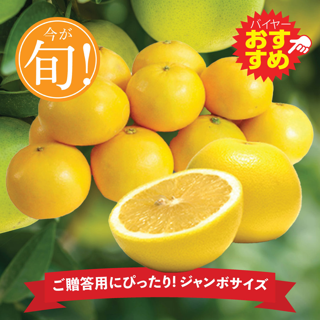 シトラス キャンペーン – Oritz Shop