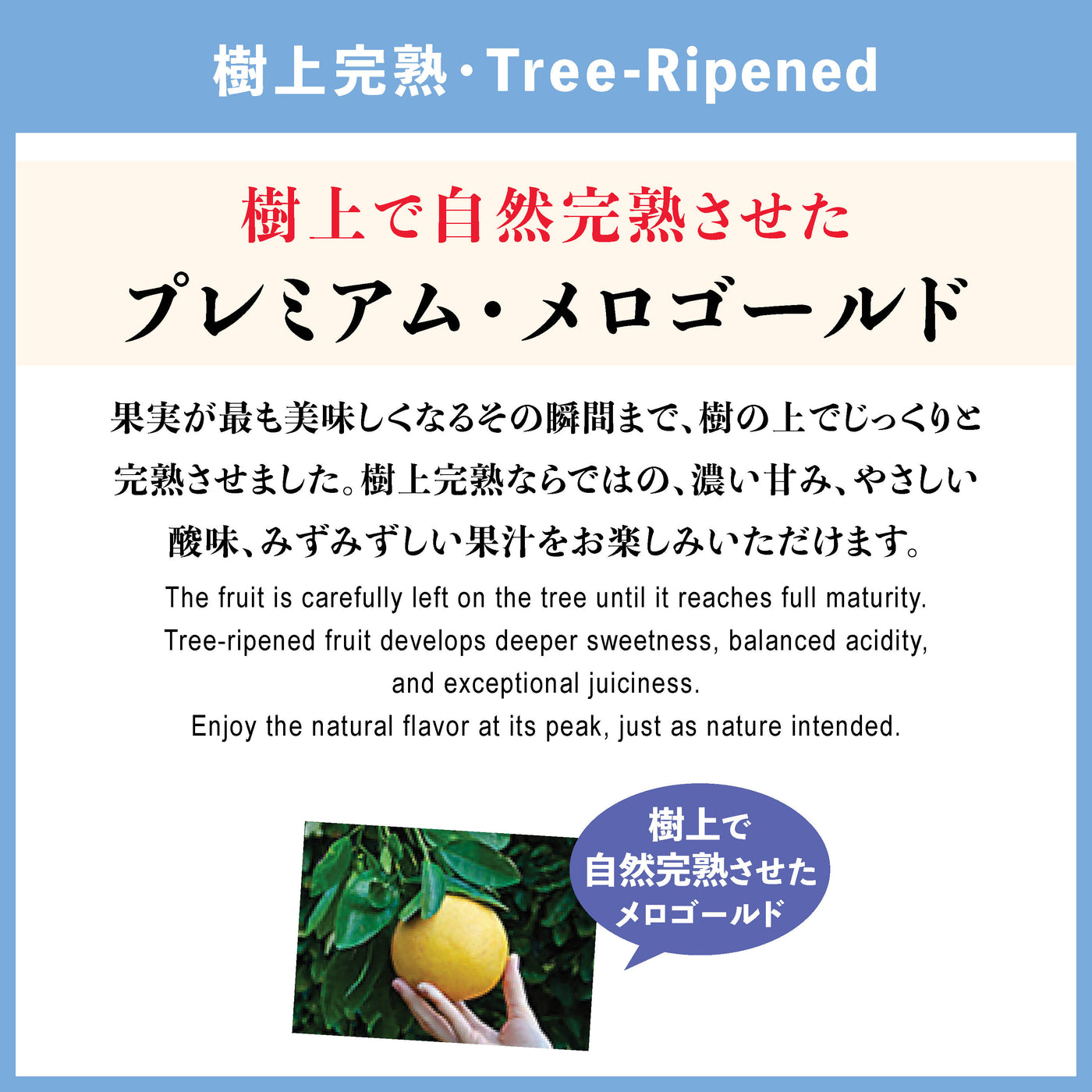 ｶﾘﾌｫﾙﾆｱ産 完熟メロゴールド【2月～3月】 – Oritz Shop