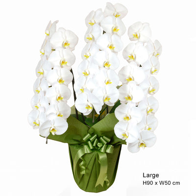 Potted Orchid White