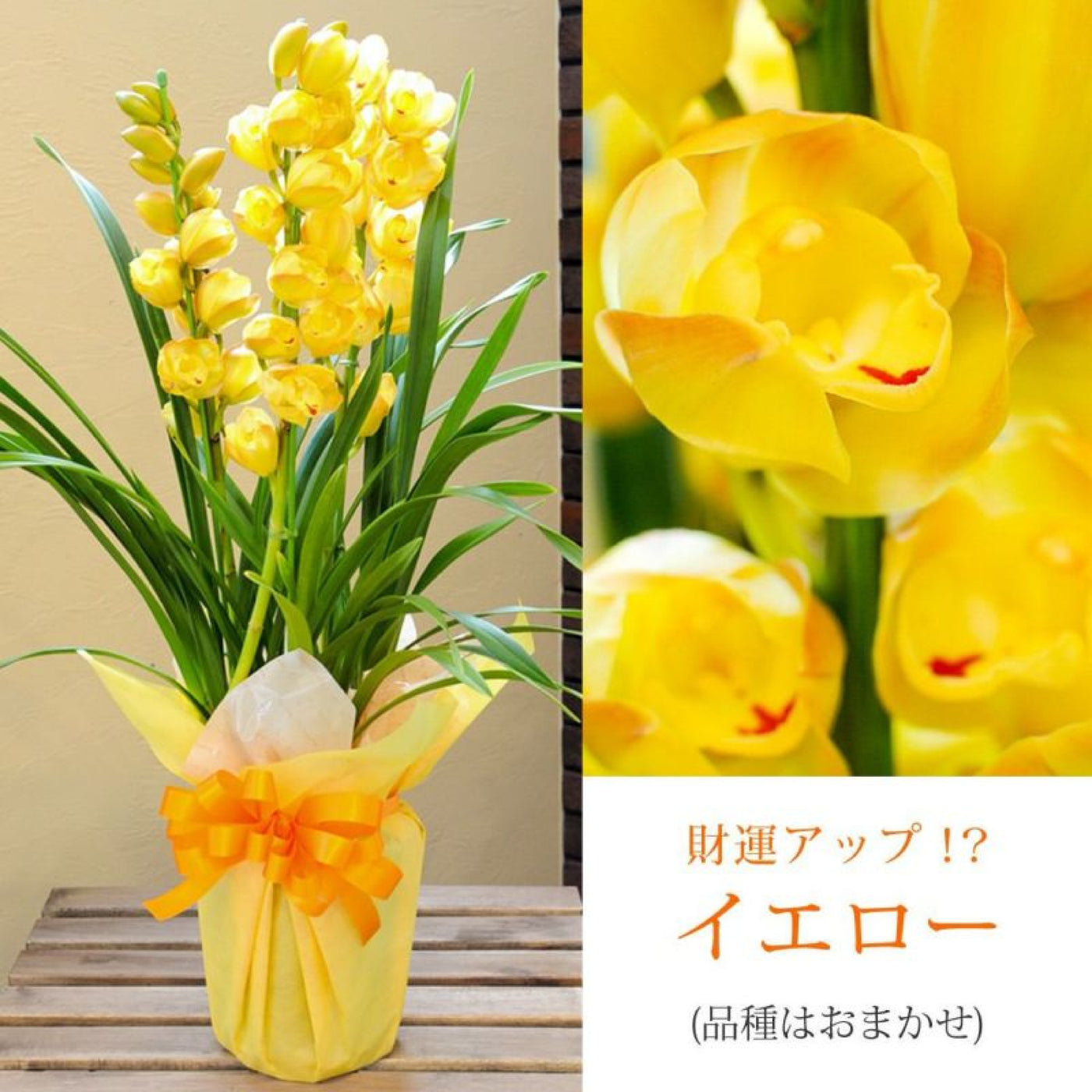 シンビジウム（黄）