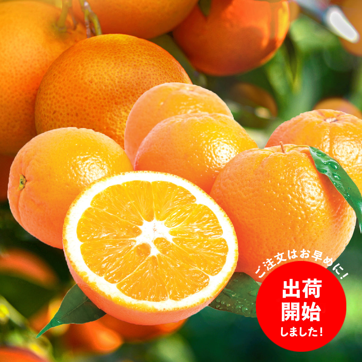 【米国向け】高糖度ロイヤルネーブルオレンジ