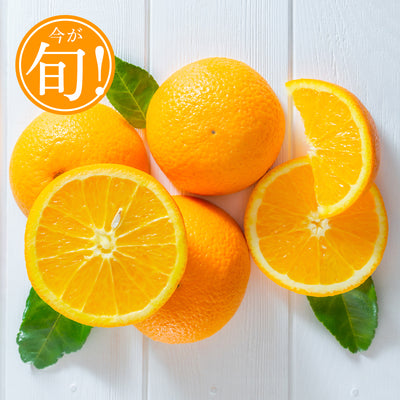大玉ネーブルオレンジ【1月～4月】