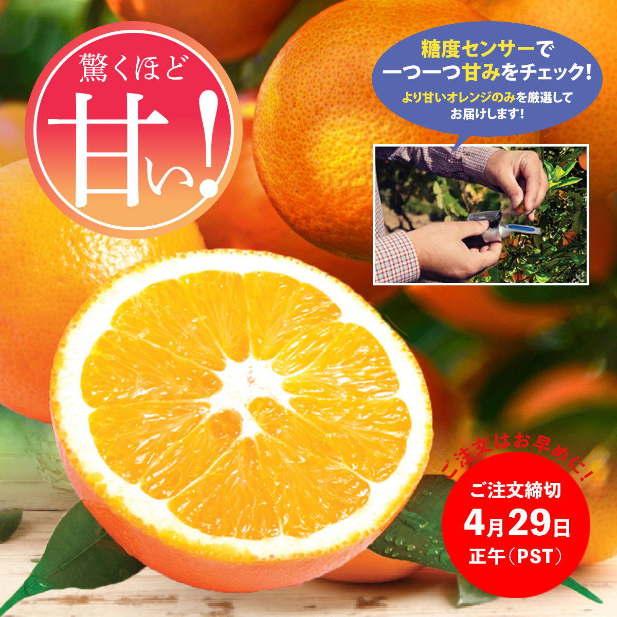 ｶﾘﾌｫﾙﾆｱ産 高糖度ネーブルオレンジ【2/3月～4月】