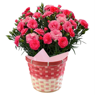 【Mother's Day Special】Premium Carnation