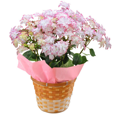 【Mother's Day Special】Premium Hydrangea