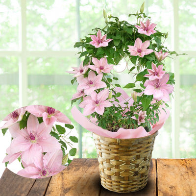【Mother's Day Special】Clematis ”Pink Fantasy"