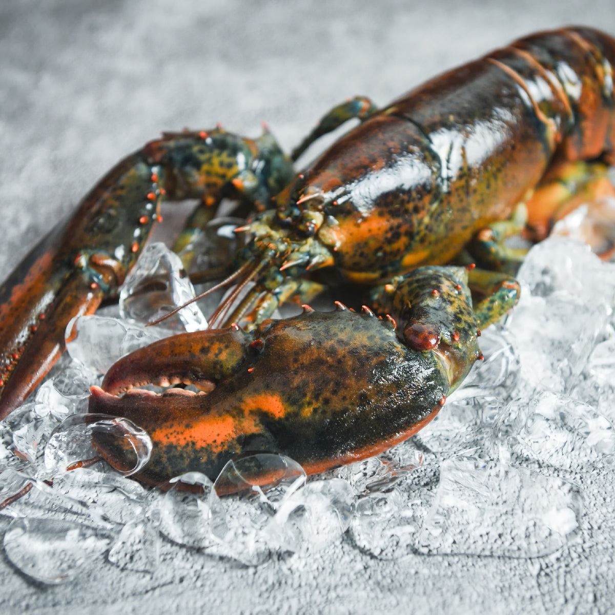 Live Homard Lobsters – Oritz Shop