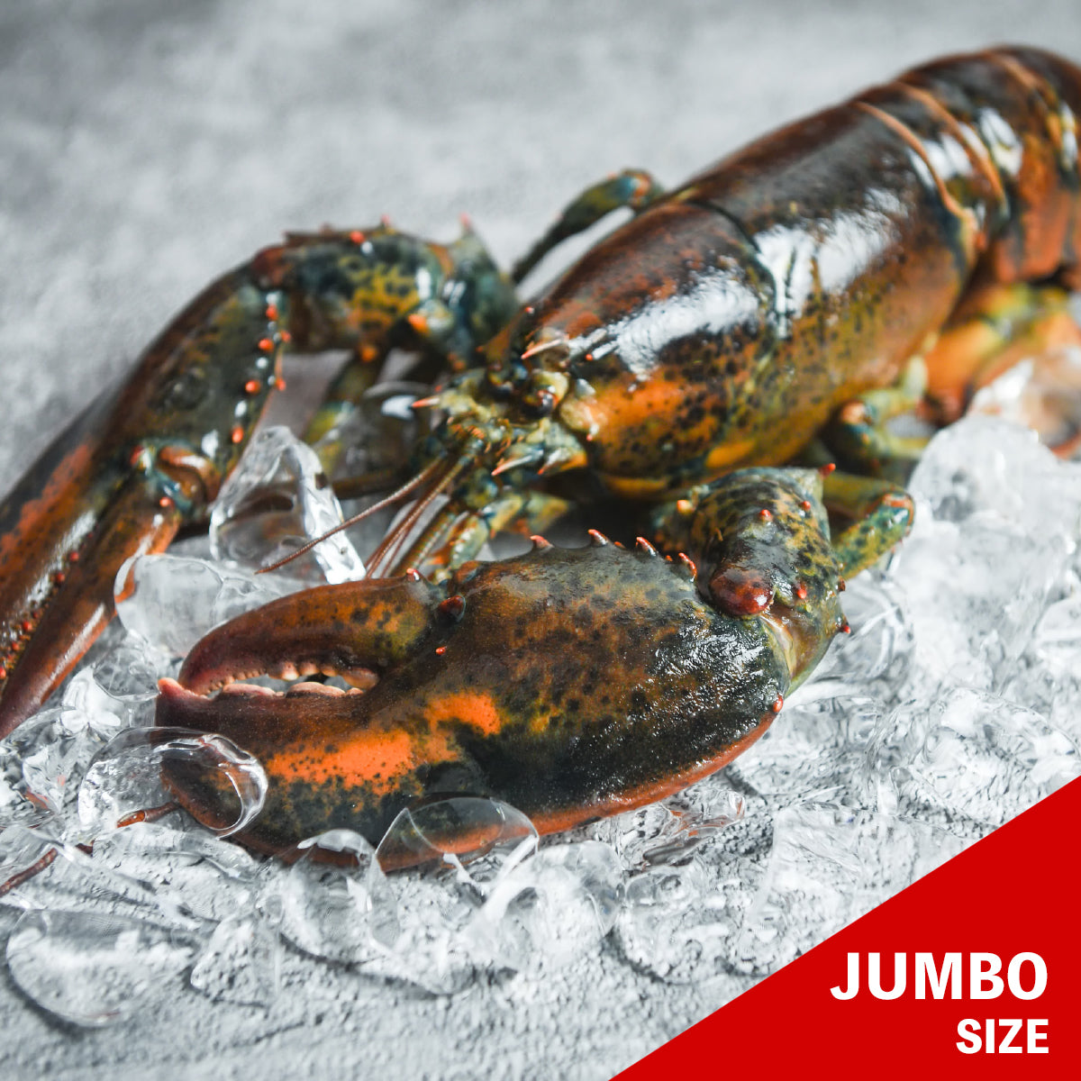 Jumbo Live Homard Lobster