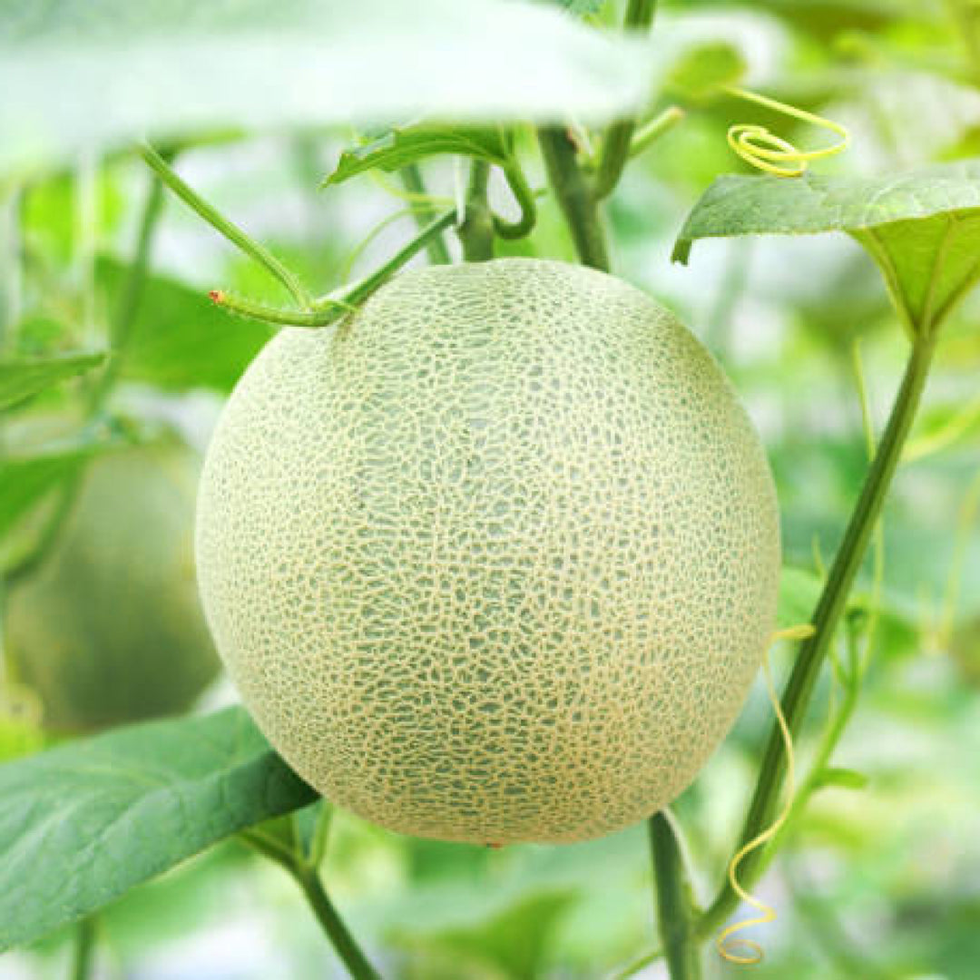 マスクメロン – Oritz Shop